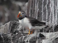 Puffin