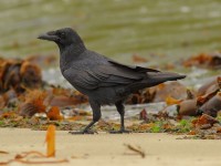 Raven