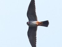 Red-footed Falcon