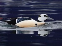 Steller\'s Eider