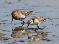 Juvenile Semipalmated Sandpiper