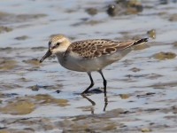 Juvenile Semipalmated Sandpiper
