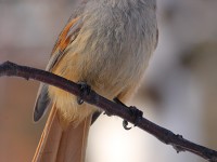 siberian-jay-33022577