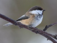 siberian-tit-32542593