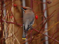 waxwing-93012440