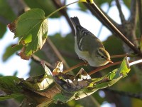 yellow-browed-warbler-59953461