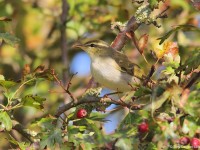 Arctic Warbler 8961585