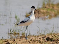 Avocet-65264169