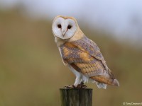 Barn Owl 0310893