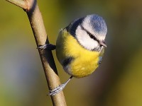 Blue Tit 0835795