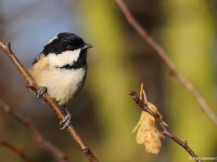 Coal Tit 1012792