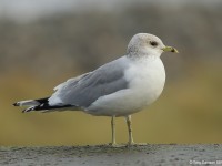 Common Gull 0528756