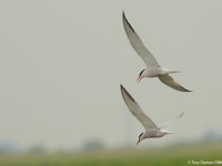 Common-Tern-64154164