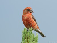 Crossbill 641871