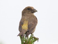 Crossbill 643174