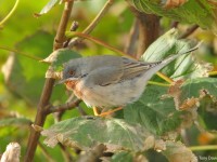 Eastern Subalpine 8483546