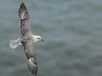 Fulmar-84884319