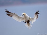 Gannet-55Q88244305