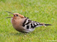 Hoopoe-57554128