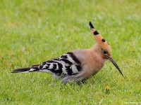 Hoopoe-57144139o
