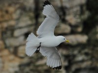 Kittiwake-84914320