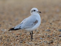 Med Gull 0315748