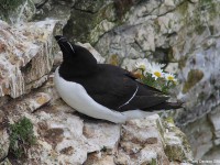 RAZORBILL-84673