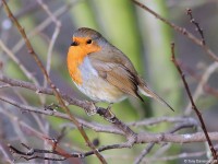 ROBIN 9982858