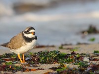 Ringed Plover 8619551