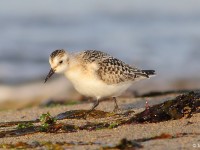 Sanderling 8605562