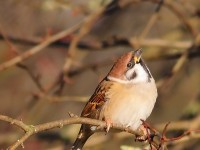 Tree Sparrow 0826796