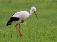 White Stork 1125114