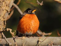 american-robin-36273931