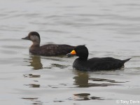 black-scoter-06403807