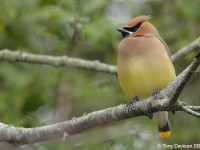 cedar-waxwing-17384005