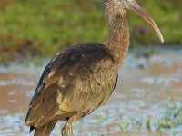 glossy-ibis-96313766