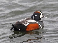 harlequin-drake-flickr-03263793