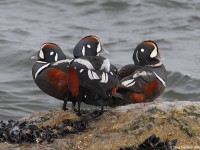 harlequin-drakeflickr-04403797