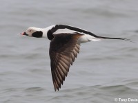 ltduck-13263830