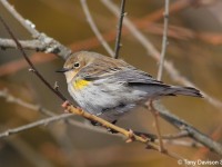 myrtle-warbler-28373908
