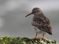 purple-sand-05843804