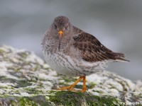 purple-sandpiper-11553876