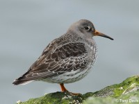 purple-sandpiper11713867