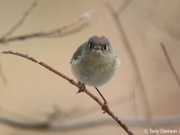 ruby-crowned-kinglet-24793957