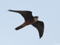 Eleonora's Falcon 77354190