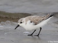 sanderling-17964011