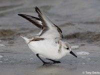 sanderling-17994012