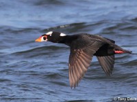 surf-scoter-32373844