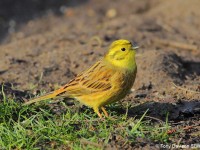 yellowhammer-45764040