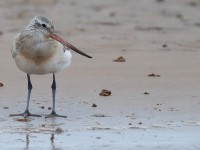 Bar Tailed Godwit_J4X3601